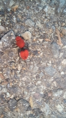 Dasymutilla erythrina