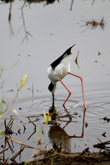 Himantopus mexicanus knudseni