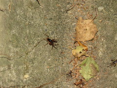 Diestrammena unicolor