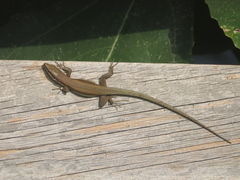 Phoenicolacerta troodica