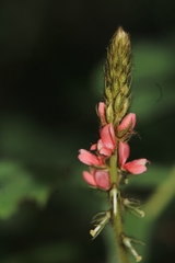 Indigofera hirsuta