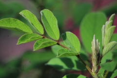 Indigofera hirsuta