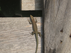 Phoenicolacerta troodica