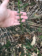 Citrus australasica