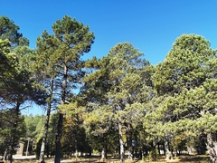 Pinus cooperi
