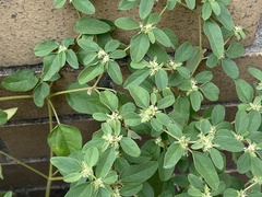 Croton monanthogynus
