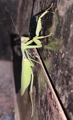 Hierodula tenuidentata