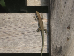 Phoenicolacerta troodica