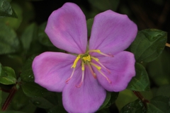 Heterotis rotundifolia