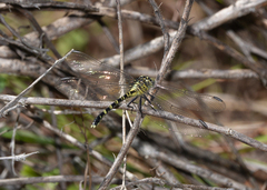 Hemigomphus comitatus