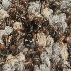 Herpyllinae
