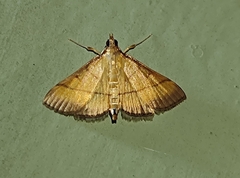 Cnaphalocrocis medinalis