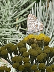 Theclinesthes serpentata