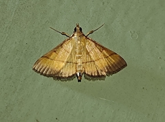 Cnaphalocrocis medinalis