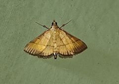 Cnaphalocrocis medinalis