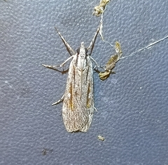 Scoparia indistinctalis