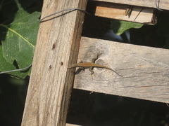 Phoenicolacerta troodica