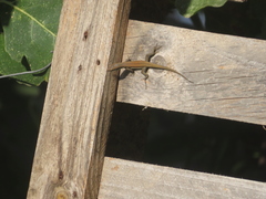 Phoenicolacerta troodica