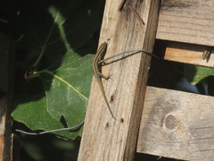 Phoenicolacerta troodica