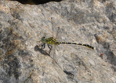 Hemigomphus comitatus