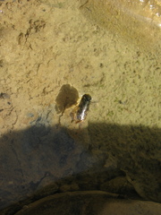Corixa