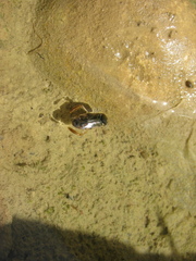 Corixa