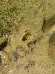 Corixa