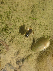 Corixa