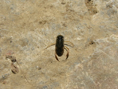 Corixa