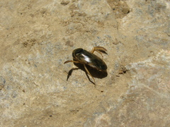 Corixa