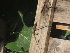 Phoenicolacerta troodica