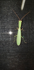 Orthodera ministralis