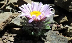 Townsendia condensata