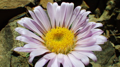 Townsendia condensata