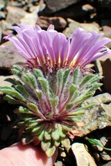 Townsendia condensata