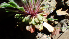 Townsendia condensata