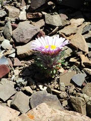 Townsendia condensata