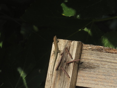 Phoenicolacerta troodica