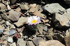 Townsendia condensata