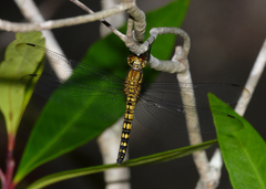 Hydrobasileus brevistylus