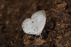 Neopithecops zalmora