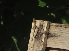 Phoenicolacerta troodica