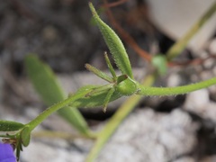 Scaevola striata