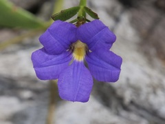 Scaevola striata