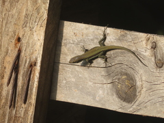 Phoenicolacerta troodica