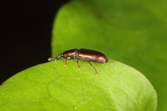 Cossoninae