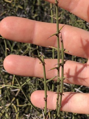 Adolphia californica