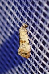 Neocochylis hybridella