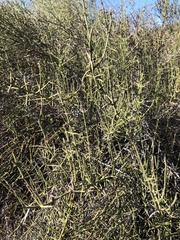 Adolphia californica