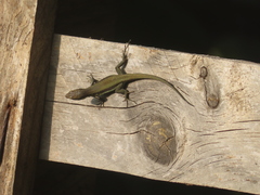 Phoenicolacerta troodica